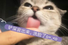 娱乐吃瓜酱猫妈,揭秘娱乐圈背后的温馨故事 娱乐吃瓜酱猫妈,揭秘娱乐圈背后的温馨故事