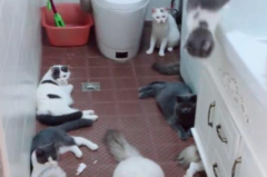 娱乐吃瓜酱出门忘关空调,娱乐吃瓜酱上演“电费刺客” 娱乐吃瓜酱出门忘关空调,娱乐吃瓜酱上演“电费刺客”