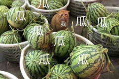 娱乐吃瓜的头像,吃瓜群众眼中的明星幕后故事 娱乐吃瓜的头像,吃瓜群众眼中的明星幕后故事