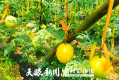 贵阳娱乐吃瓜,吃瓜群众的热门话题大盘点 贵阳娱乐吃瓜,吃瓜群众的热门话题大盘点