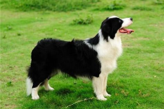 边境牧羊犬怎么养,从新手到专家的全面攻略