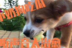 娱乐吃瓜菌狗狗,揭秘娱乐圈那些不为人知的幕后故事 娱乐吃瓜菌狗狗,揭秘娱乐圈那些不为人知的幕后故事